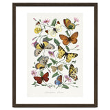 Paul Gervais – Butterfly and Moth Natural History Illustration (1842) thumbnail