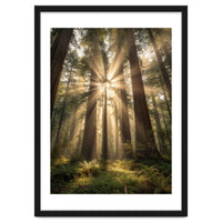 Ethereal Redwood Sanctuary: Sunbeams in the Ancient Forest