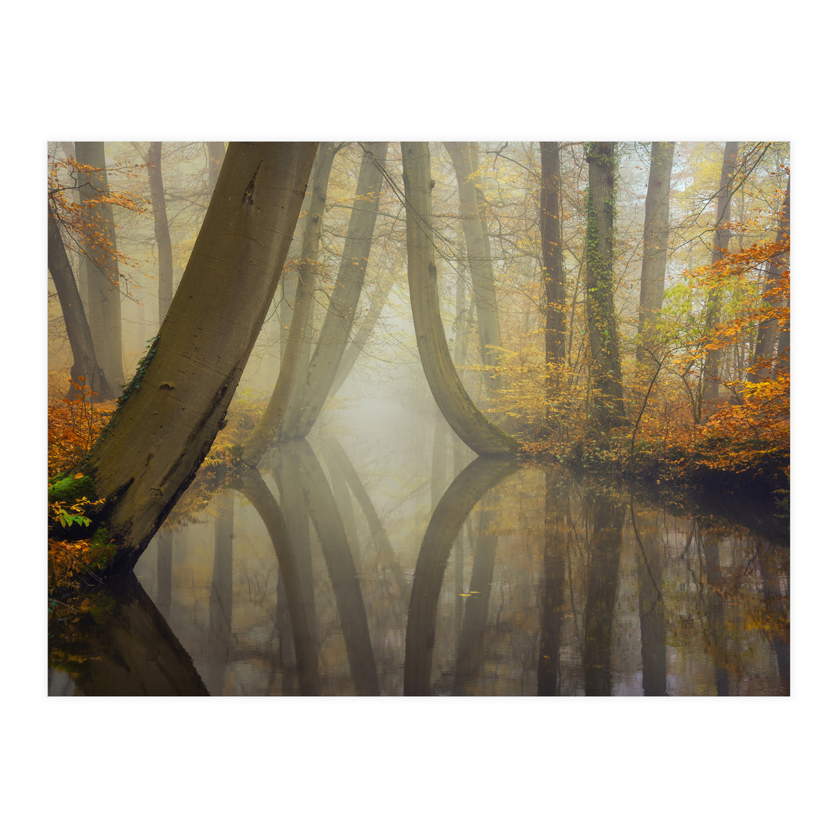 Bent trees in autumn (Print Only)