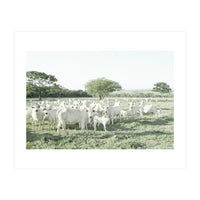 LIVING TOGETHER - WHITE COWS FAMILY (Print Only)