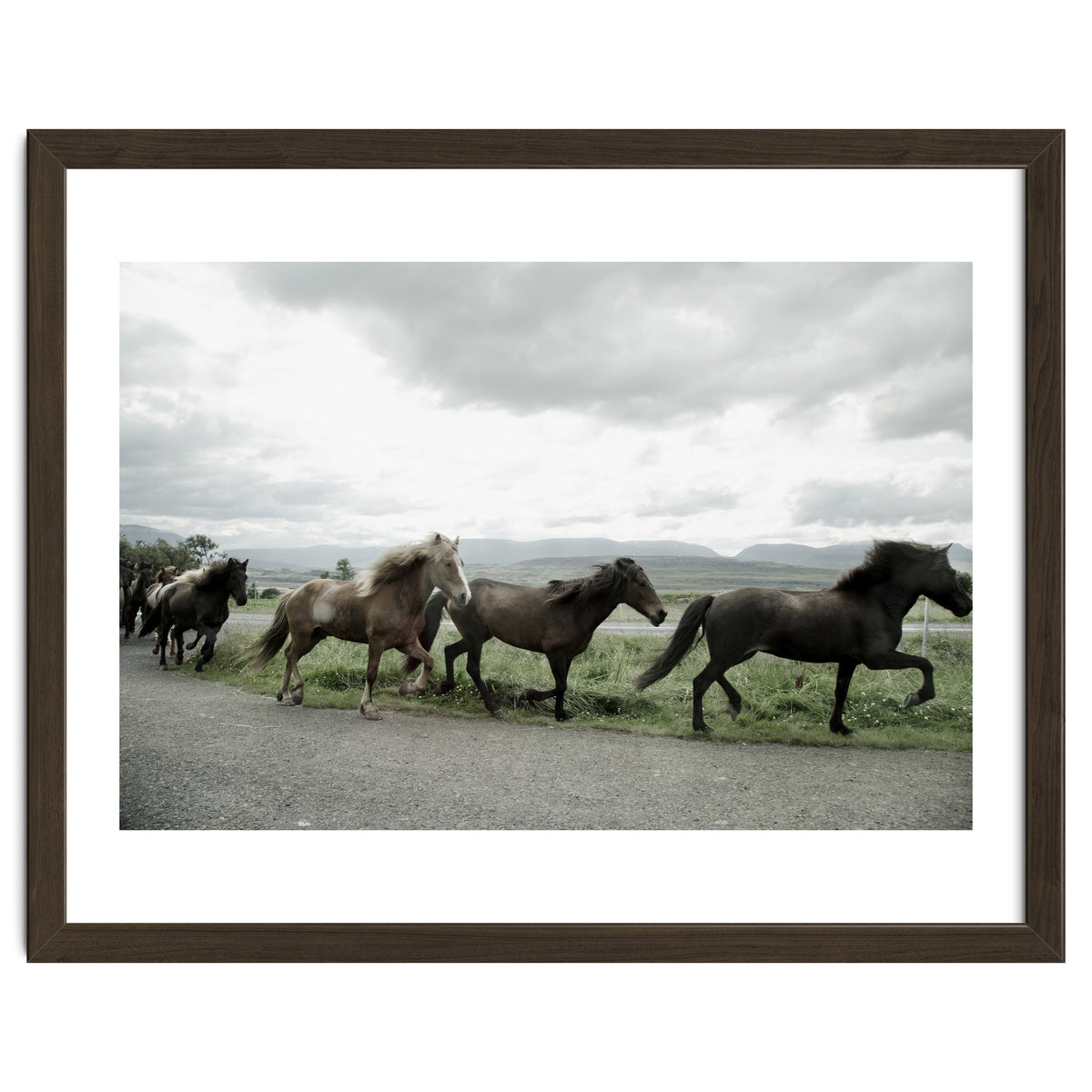 Running horses - Iceland