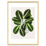 Maranta Plant thumbnail