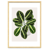 Maranta Plant