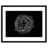 Backyard Flowers In Black And White No 110 thumbnail