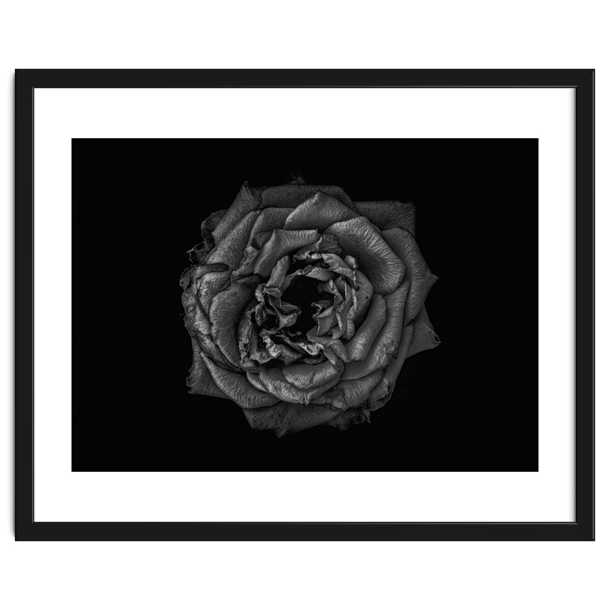 Backyard Flowers In Black And White No 110