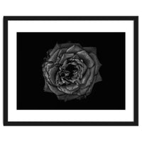 Backyard Flowers In Black And White No 110