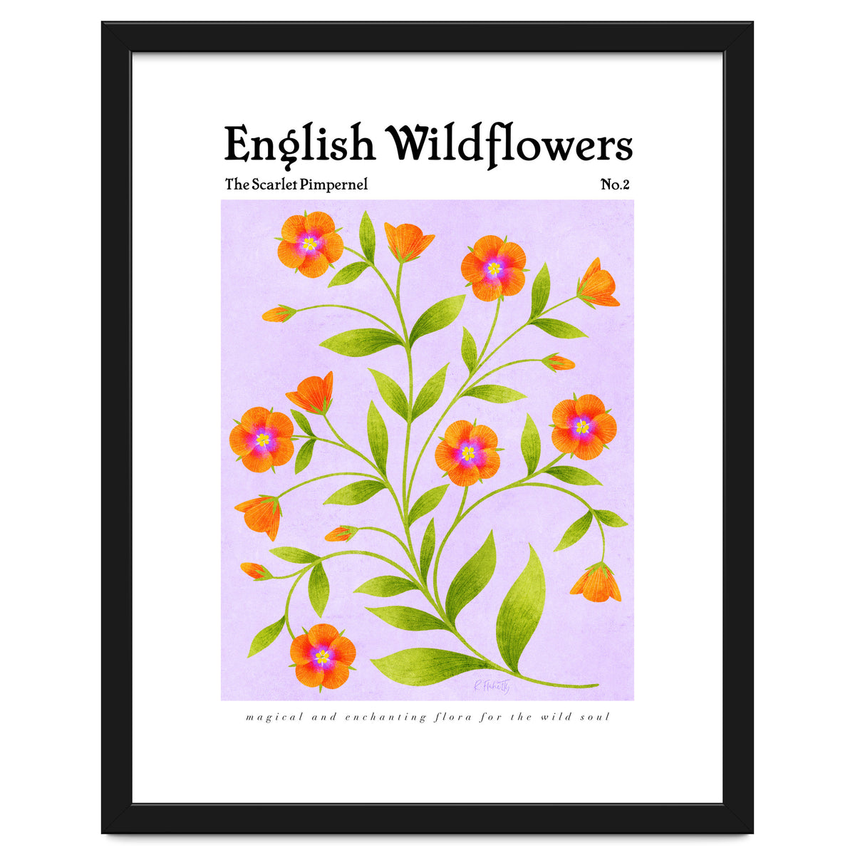 English Wildflowers | Scarlet Pimpernel