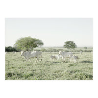 LIVING TOGETHER - WHITE COWS FAMILY (Print Only)