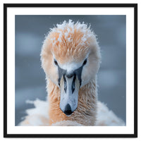 Majestic Swan Covered In Frost And Snow