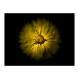 Backyard Flowers No 10 Color Flow Version (Print Only) thumbnail