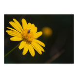 SUNFLOWER. (Print Only) thumbnail