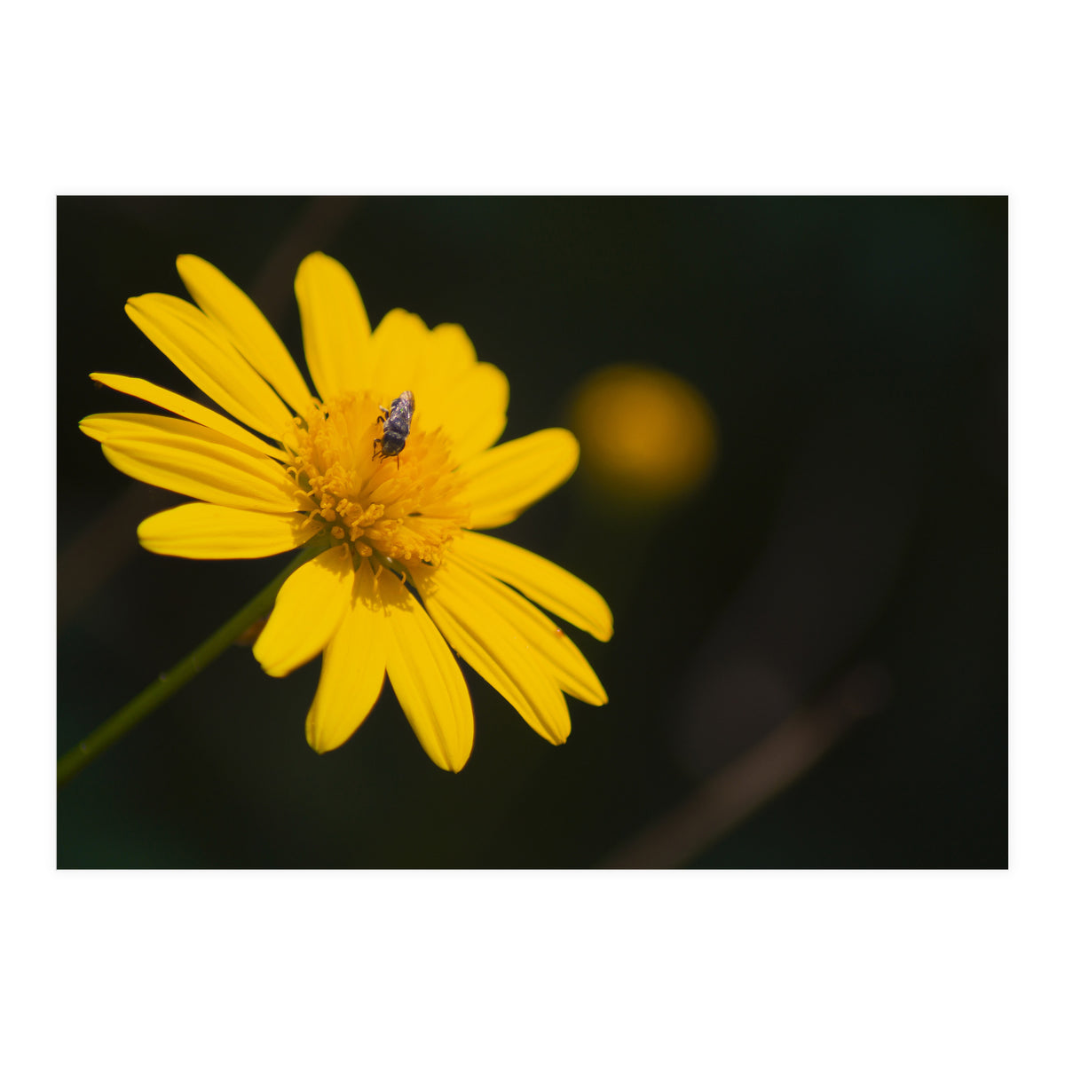 SUNFLOWER. (Print Only)