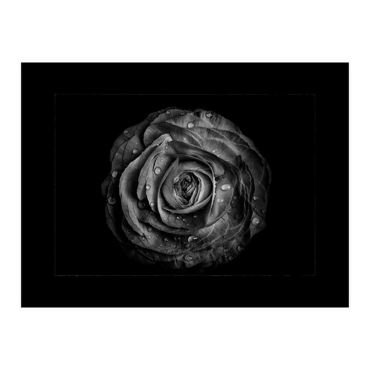Backyard Flowers In Black And White No 72 with Border (Print Only)