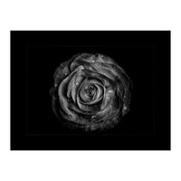 Backyard Flowers In Black And White No 72 with Border (Print Only)