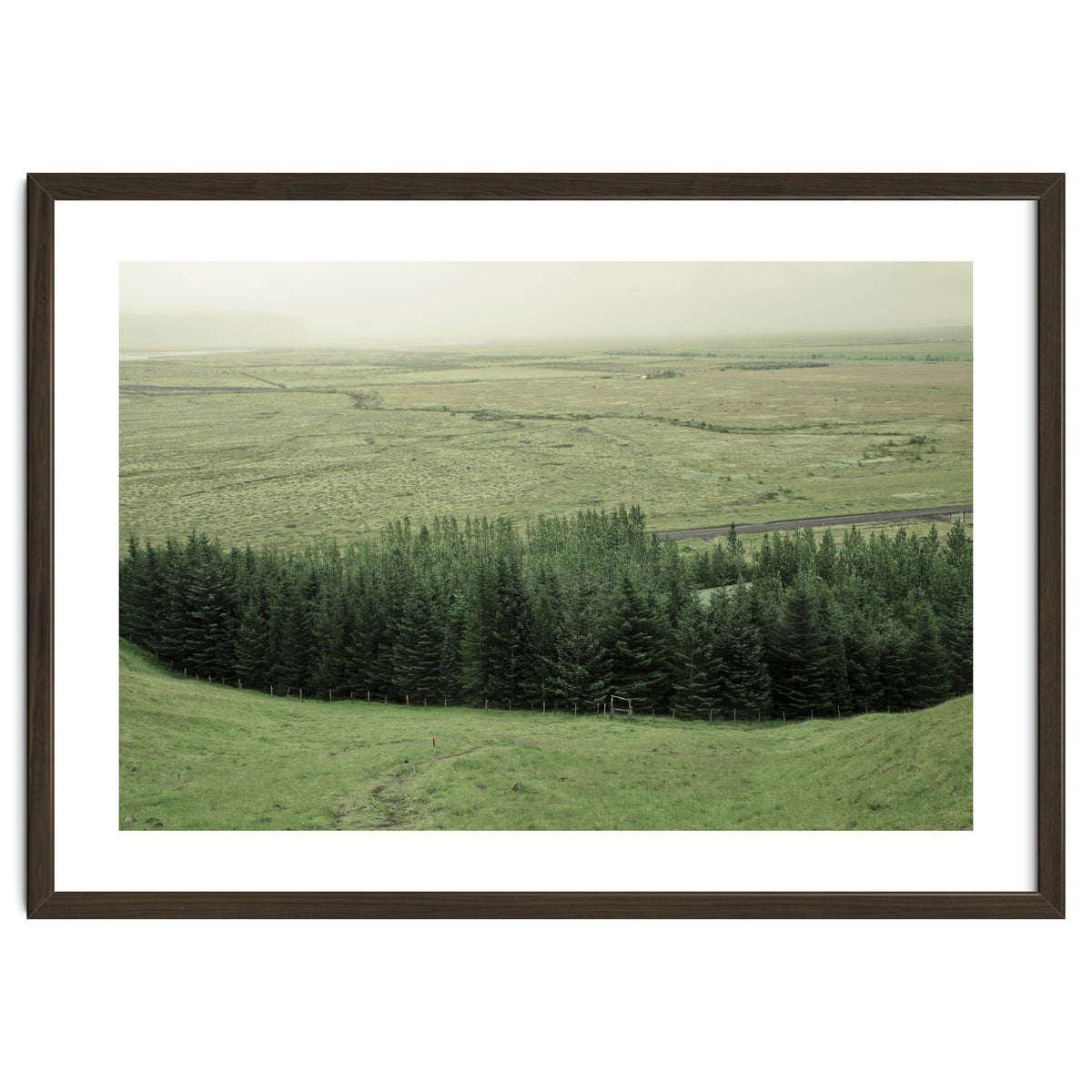 Small forest - Iceland