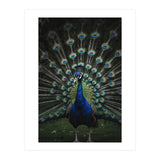 Peacock Portrait Photography (Print Only) thumbnail
