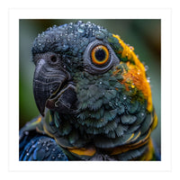 Close Up Of A Wet Macaw Parrot Head (Print Only)
