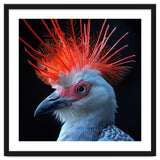 Secretary Bird thumbnail