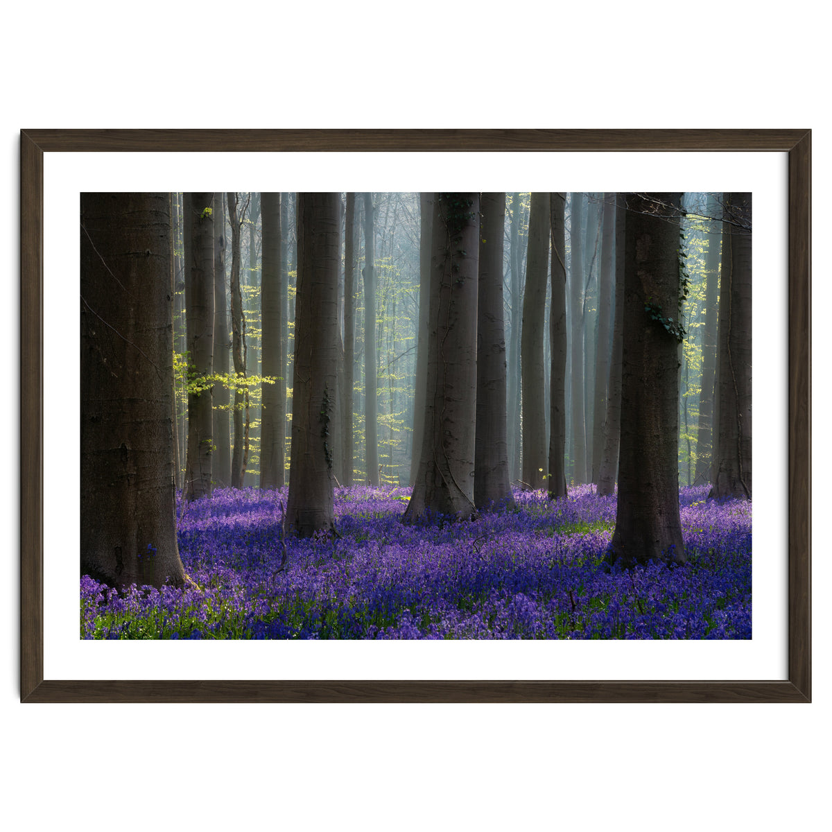 Bluebell forest