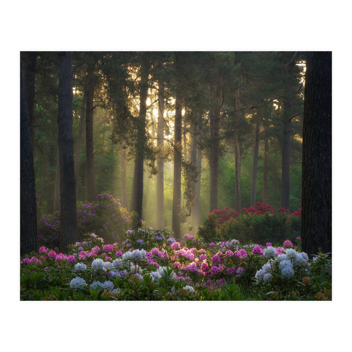 Rhododendron forest (Print Only)