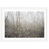 Lost in the birch forest thumbnail