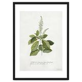 Georg Dionysius Ehret – Cinnamomum Illustration (1708–1770) thumbnail