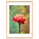 A Vibrant Red Rose thumbnail