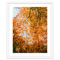 Autumn Leaves