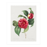 Pierre-Joseph Redouté – Finest Flowers and Fruits (1833) (Print Only) thumbnail