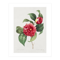 Pierre-Joseph Redouté – Finest Flowers and Fruits (1833) (Print Only)