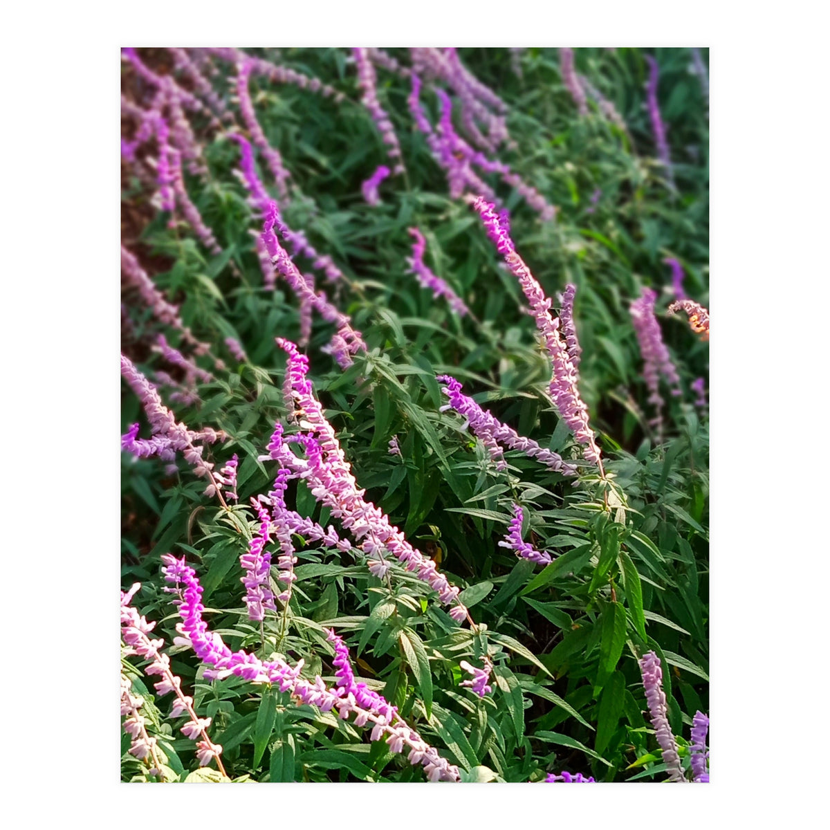 Lavender Flowers (Print Only)