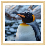King Penguin In The Snow With Frosty Head thumbnail