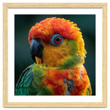 Sun Conure Parrot Close Up Eye thumbnail