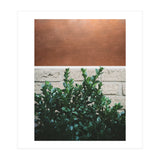 Plant + Copper (Print Only) thumbnail