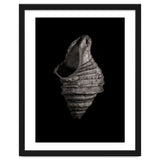 Shells No 2 thumbnail