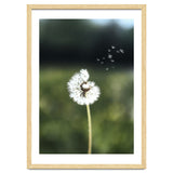 Dandelion Wish Photography thumbnail