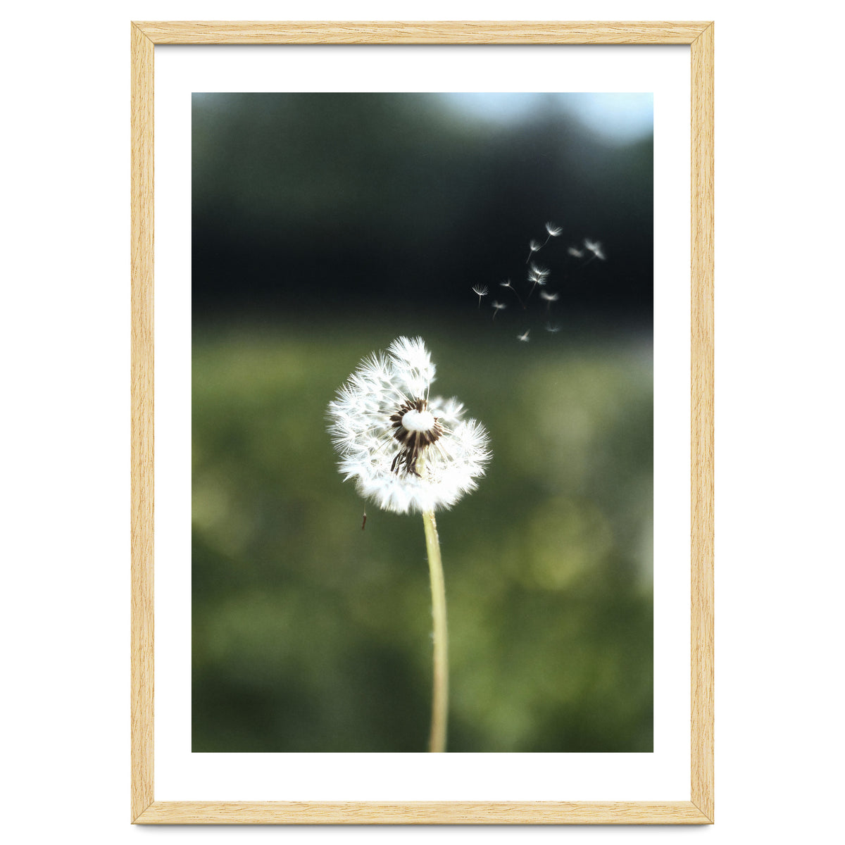 Dandelion Wish Photography