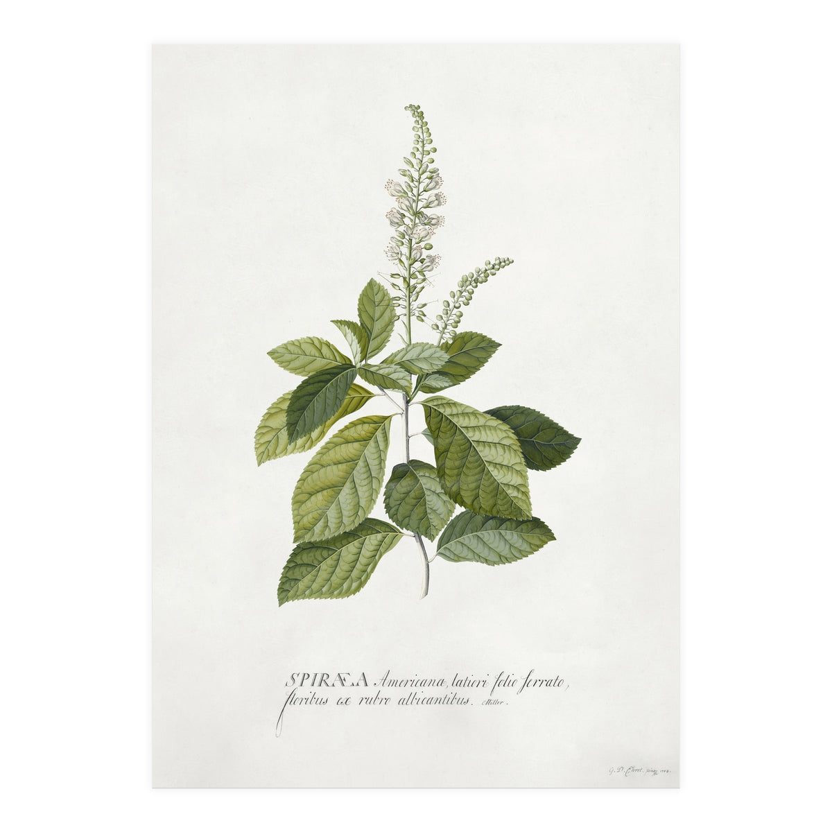 Georg Dionysius Ehret – Cinnamomum Illustration (1708–1770) (Print Only)
