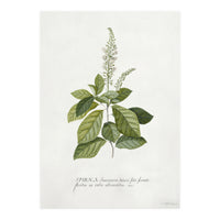 Georg Dionysius Ehret – Cinnamomum Illustration (1708–1770) (Print Only)