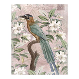 Exotic Bird (Print Only) thumbnail