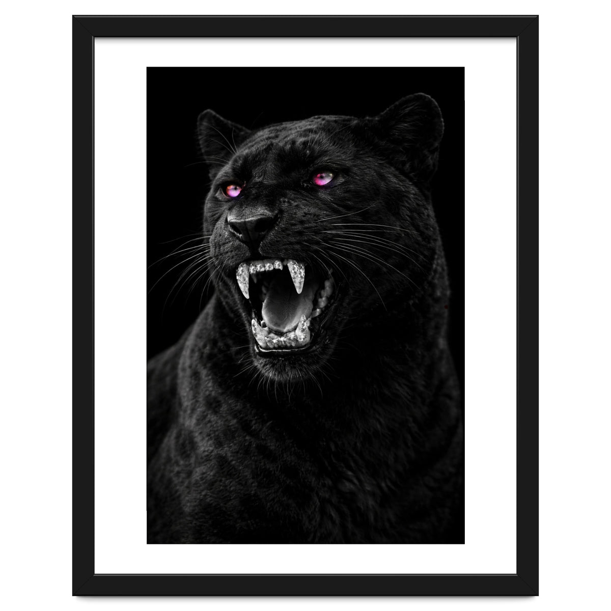 Black leopard with colorful eyes portrait