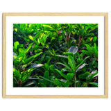 Green House Plant Leaves thumbnail