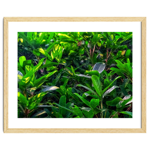 Green House Plant Leaves