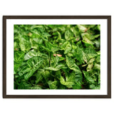 Green Arrow Head Plant Leaves thumbnail