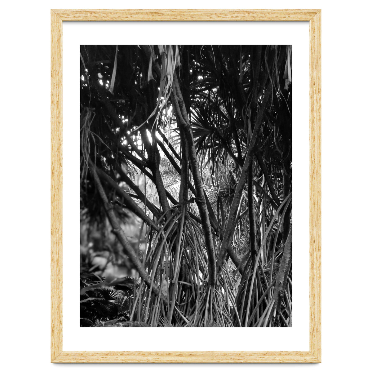 Black Tectorius Plant Art