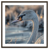 Close Up Of A Swan Covered In Frost thumbnail