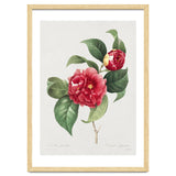 Pierre-Joseph Redouté – Finest Flowers and Fruits (1833) thumbnail