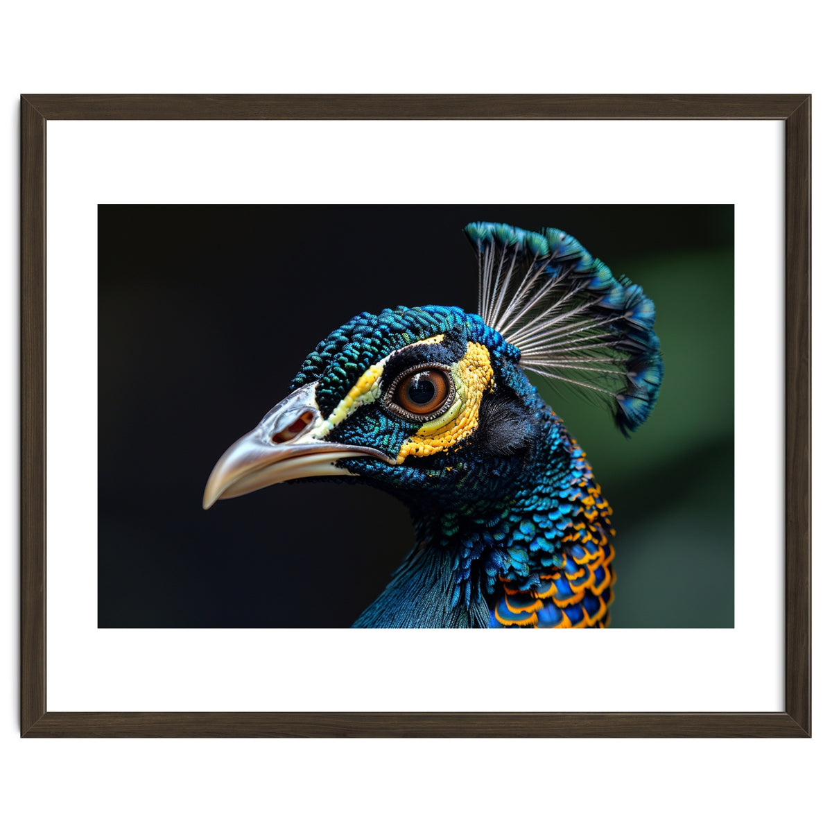 Close-up of a Peacock’s Head