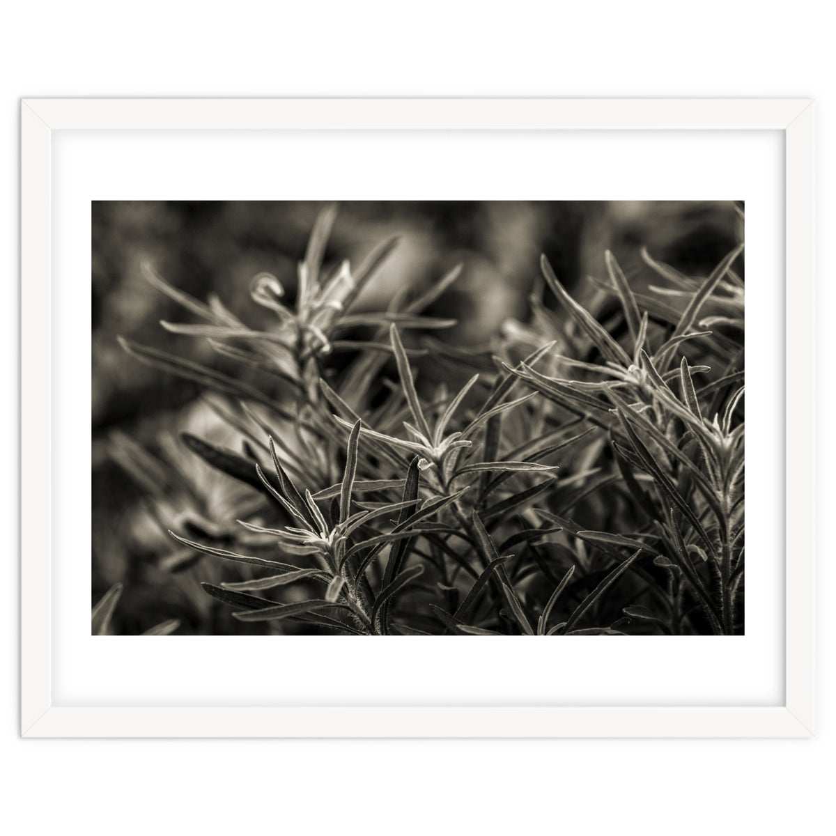 Rosemary Plant