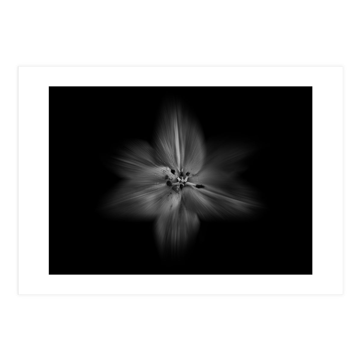 Backyard Flowers In Black And White No 28 Flow Version (Print Only)